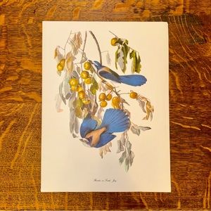 Audubon Birds of America Lithography Print, Florida or Scrub Jay